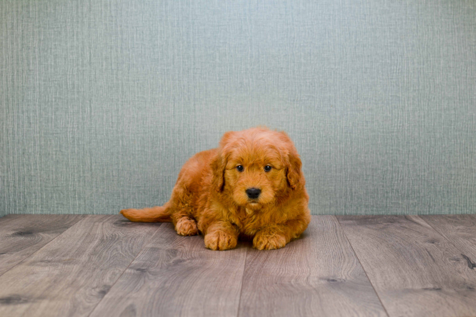 Mini Goldendoodle Pup Being Cute