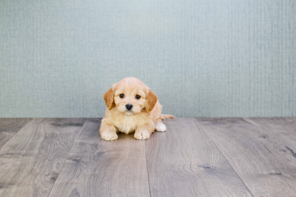 Hypoallergenic Cavalier Designer Puppy