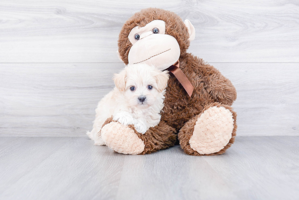 Petite Maltipoo Poodle Mix Pup