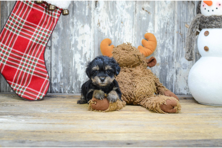 Playful Yorkie Designer Puppy