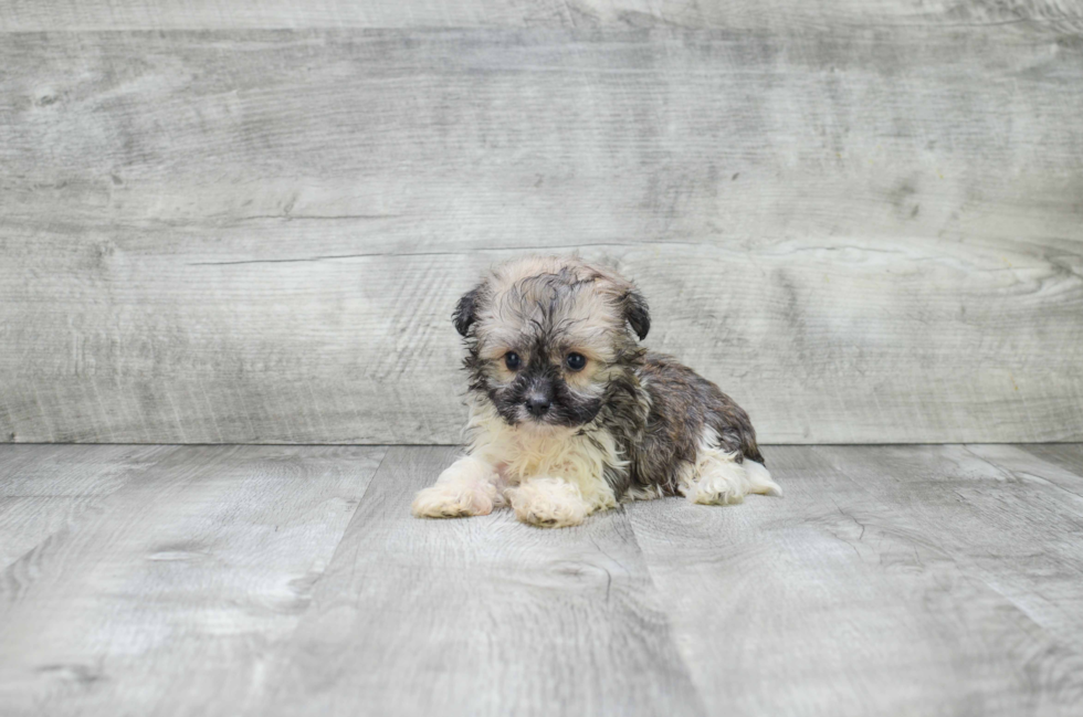 Friendly Havanese Purebred Pup