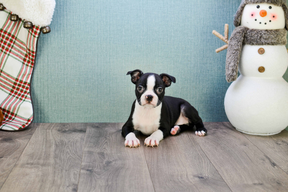 Boston Terrier Puppy for Adoption