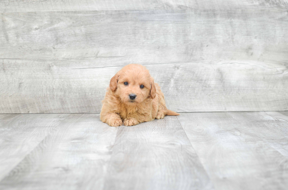 Best Mini Goldendoodle Baby