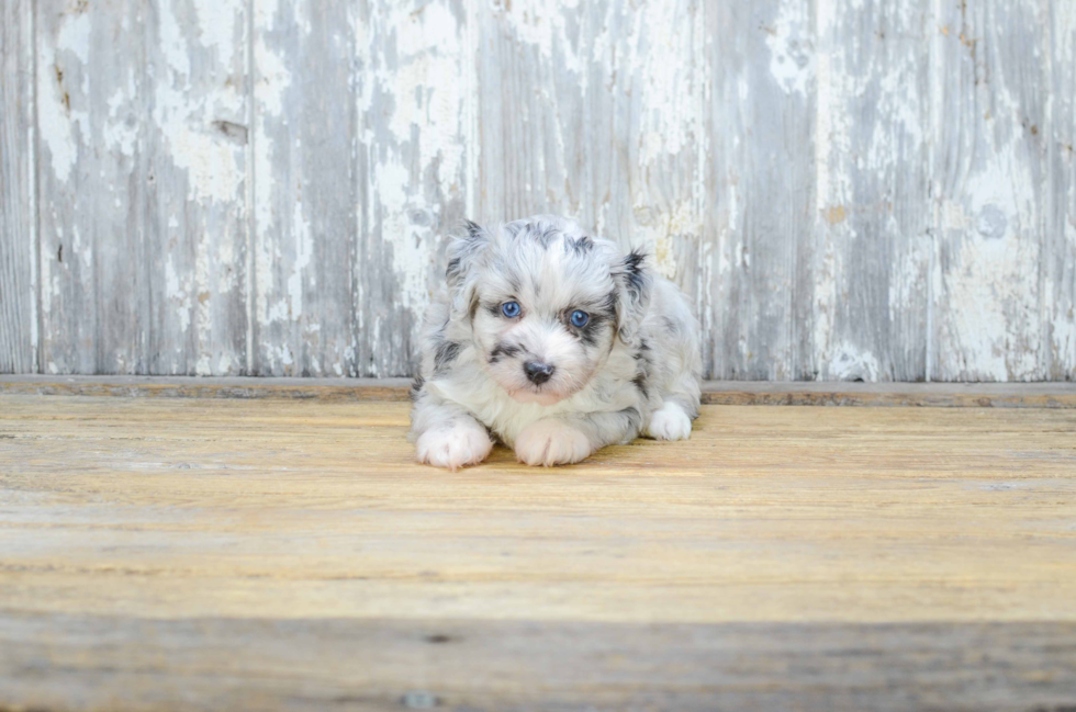 Cute Mini Aussiedoodle Baby