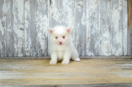 Adorable Mini Husky Designer Puppy