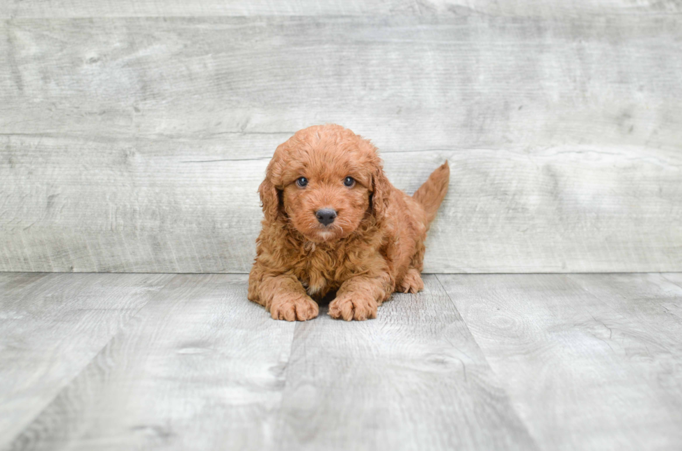 Funny Mini Goldendoodle Poodle Mix Pup