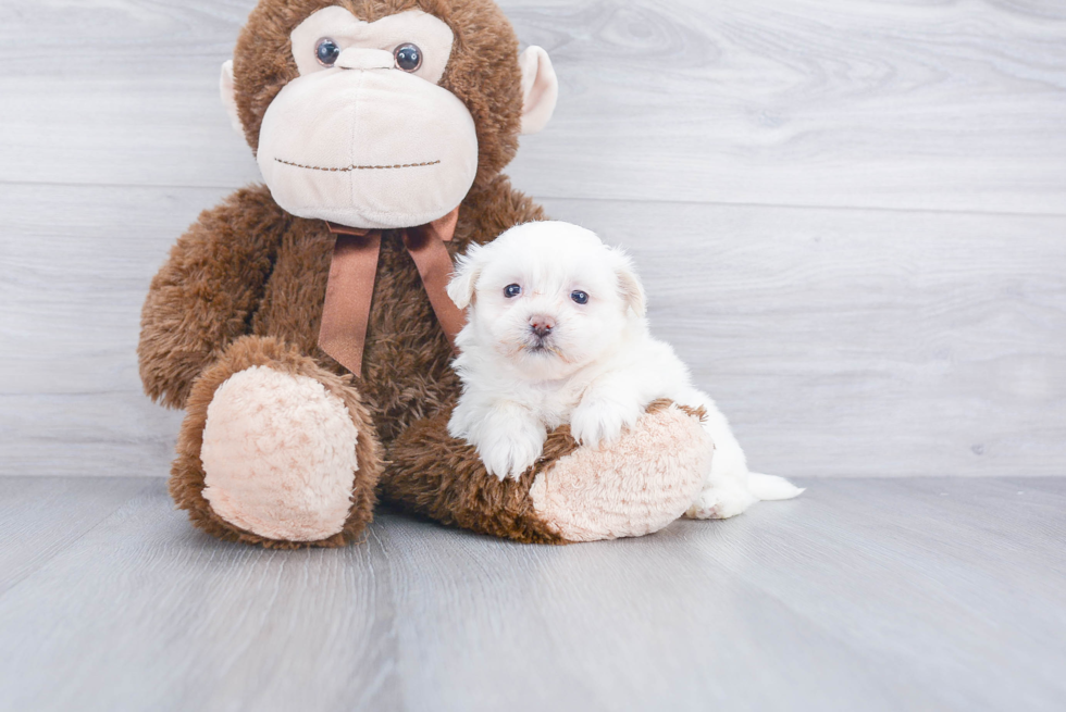 Teddy Bear Pup Being Cute