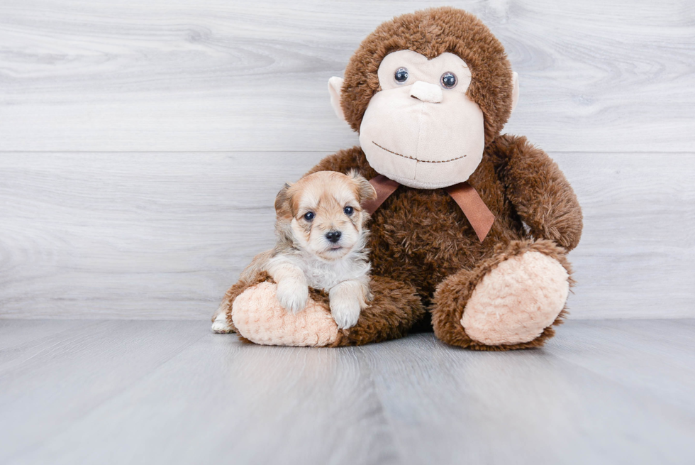 Adorable Yorkie Designer Puppy