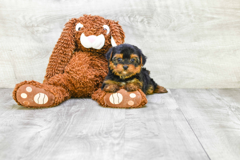 Meet Bella - our Yorkshire Terrier Puppy Photo 