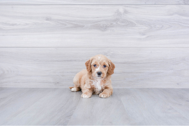 Smart Mini Goldendoodle Poodle Mix Pup