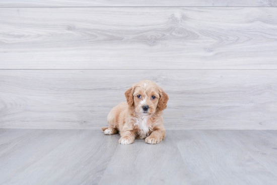 Smart Mini Goldendoodle Poodle Mix Pup