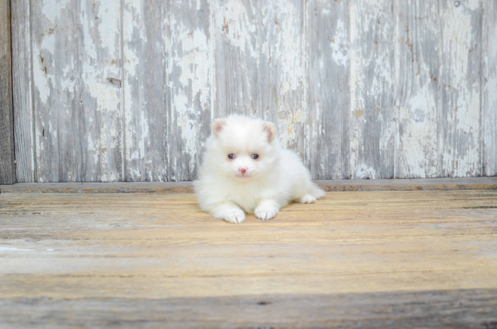 Pomeranian Pup Being Cute