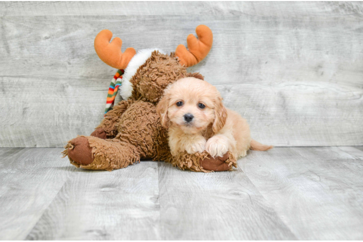 Best Cavachon Baby