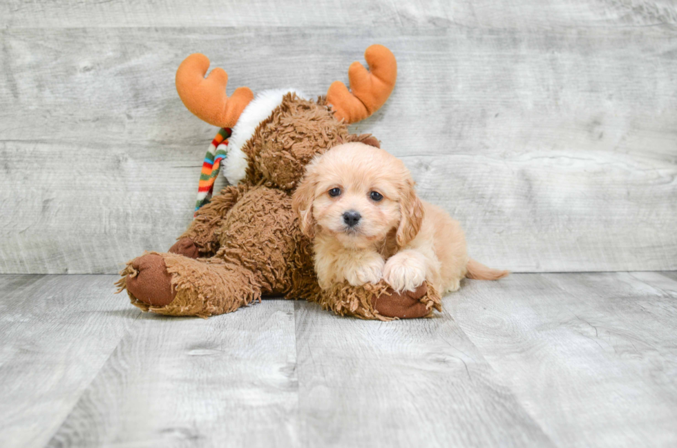 Best Cavachon Baby