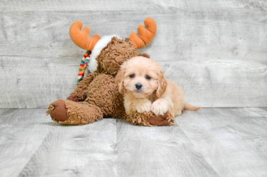 Best Cavachon Baby