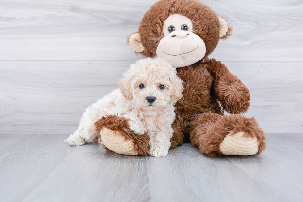 Adorable Maltese Poodle Poodle Mix Puppy