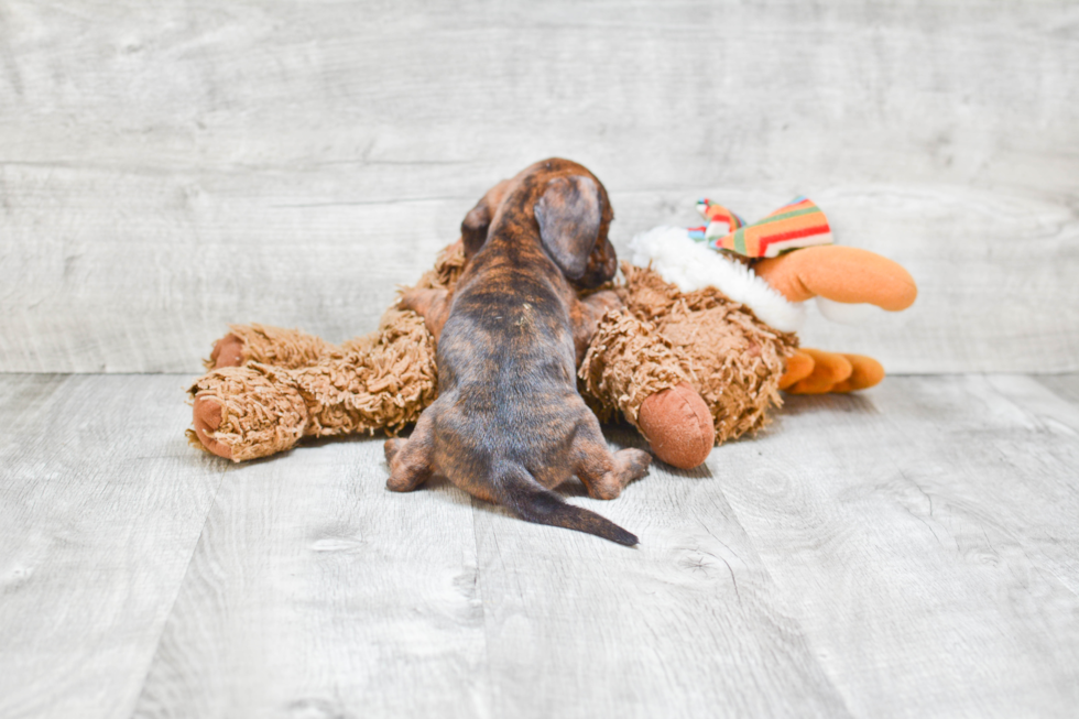 Cute Dachshund Baby