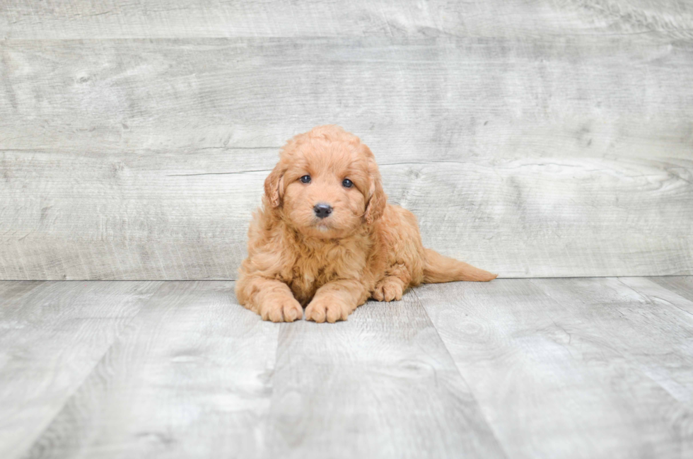 Petite Mini Goldendoodle Poodle Mix Pup