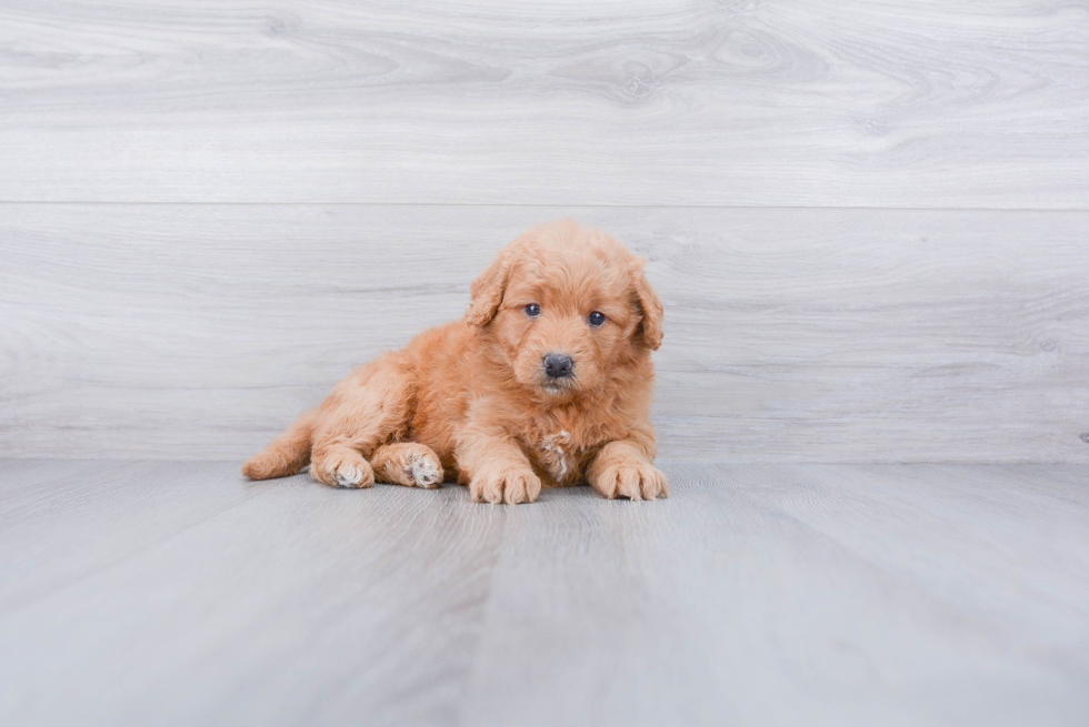 Mini Goldendoodle Pup Being Cute