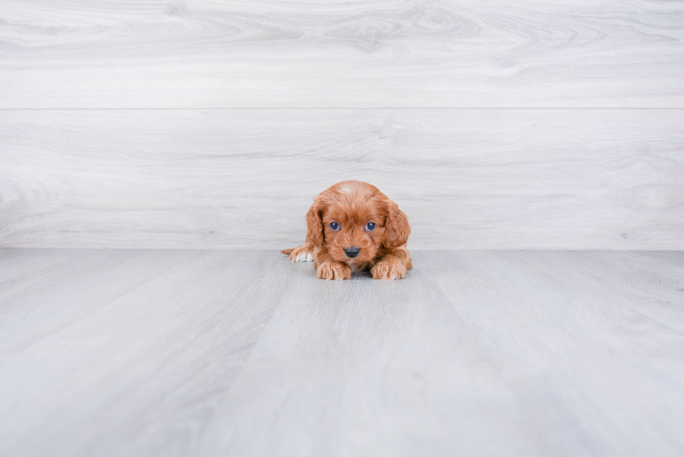 Friendly Cavapoo Baby