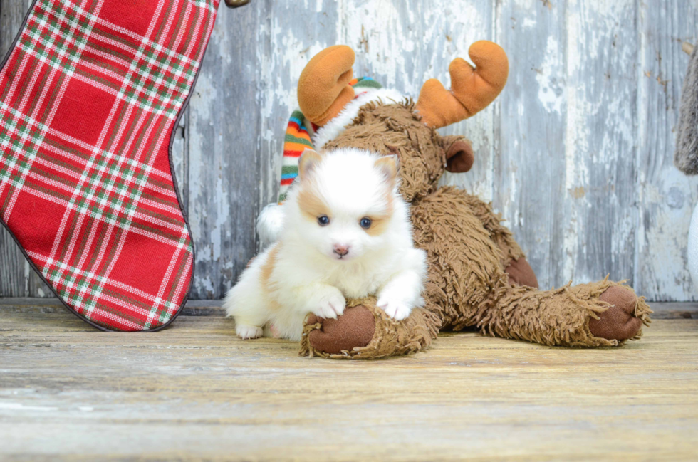 Funny Pomeranian Baby