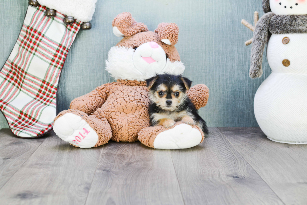 Morkie Puppy for Adoption