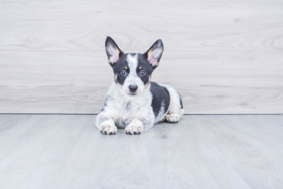 Cute Cowboy Corgi Baby