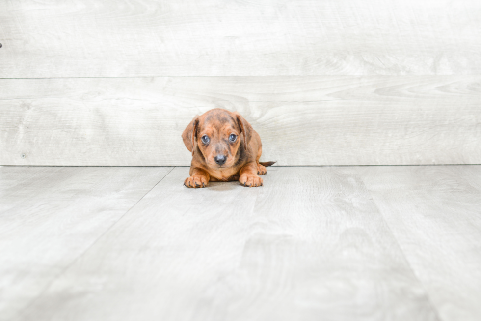 Cute Dachshund Purebred Pup