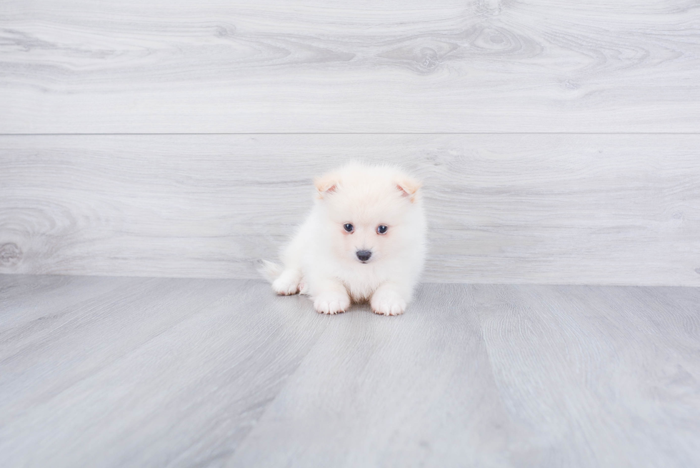 Little Pomeranian Purebred Pup