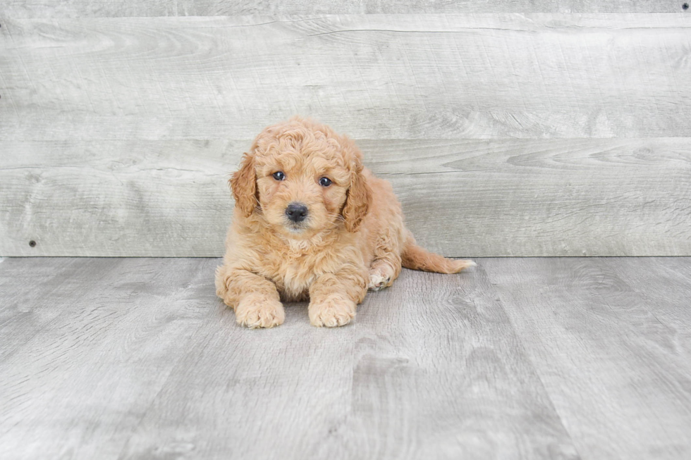 Small Mini Goldendoodle Baby