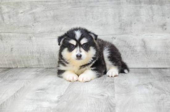 Popular Pomsky Designer Pup