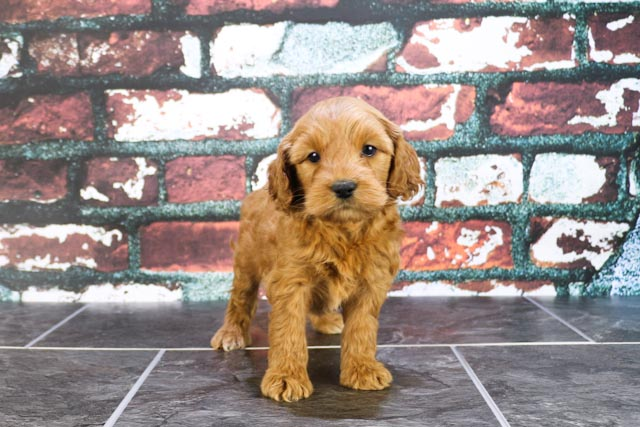 Mini Goldendoodle Puppy for Adoption