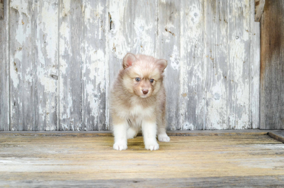 Pomsky Puppy for Adoption