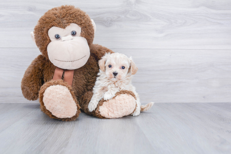 Little Maltese Poodle Poodle Mix Puppy