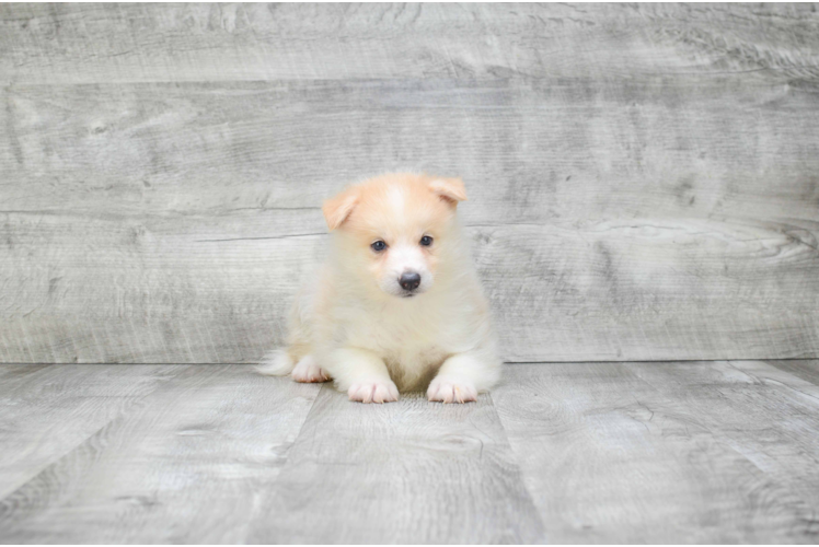 Cute Pomsky Baby