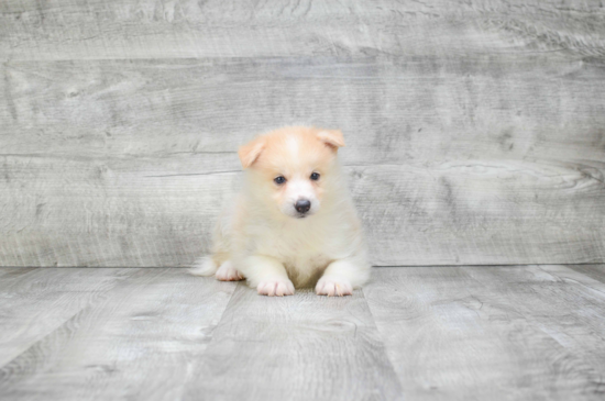 Cute Pomsky Baby