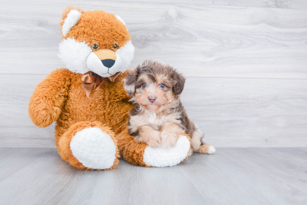 Mini Aussiedoodle Pup Being Cute