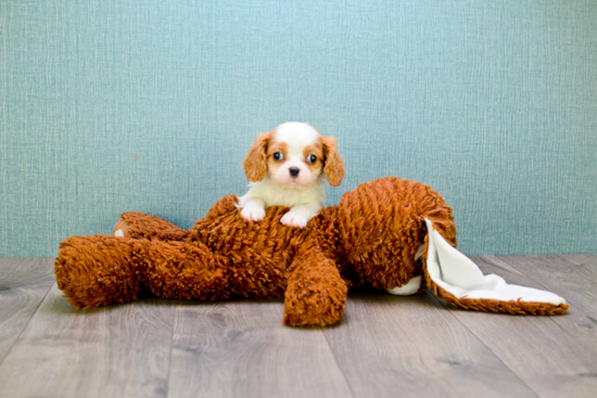 Best Cavalier King Charles Spaniel Baby