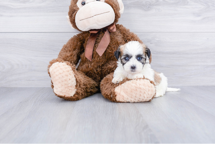 Hypoallergenic Shitzu Designer Puppy