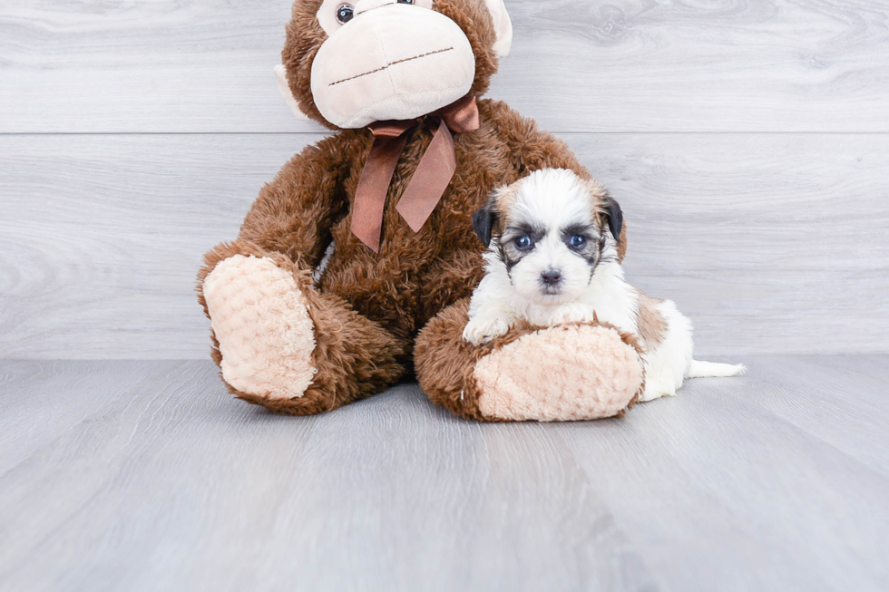 Hypoallergenic Shitzu Designer Puppy