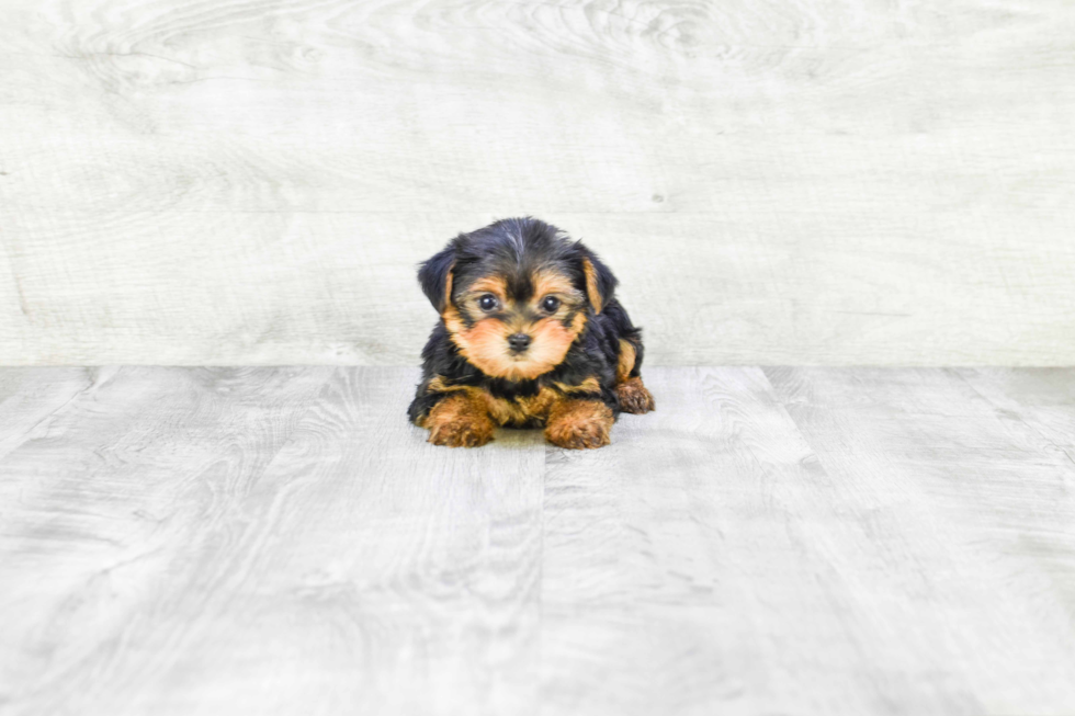 Meet Twinkle - our Yorkshire Terrier Puppy Photo 