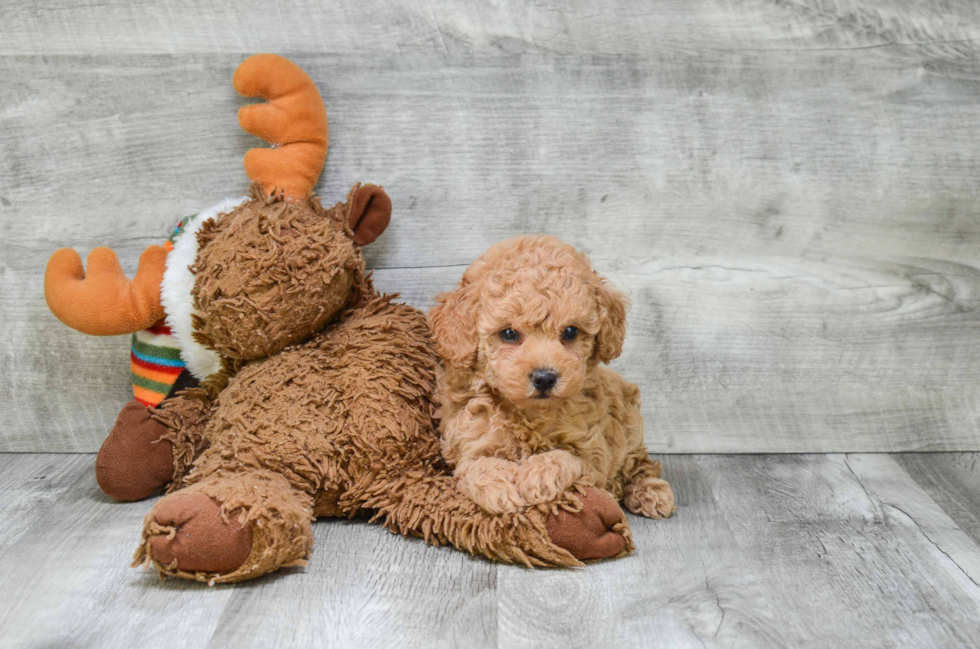 Petite Pudle Purebred Puppy