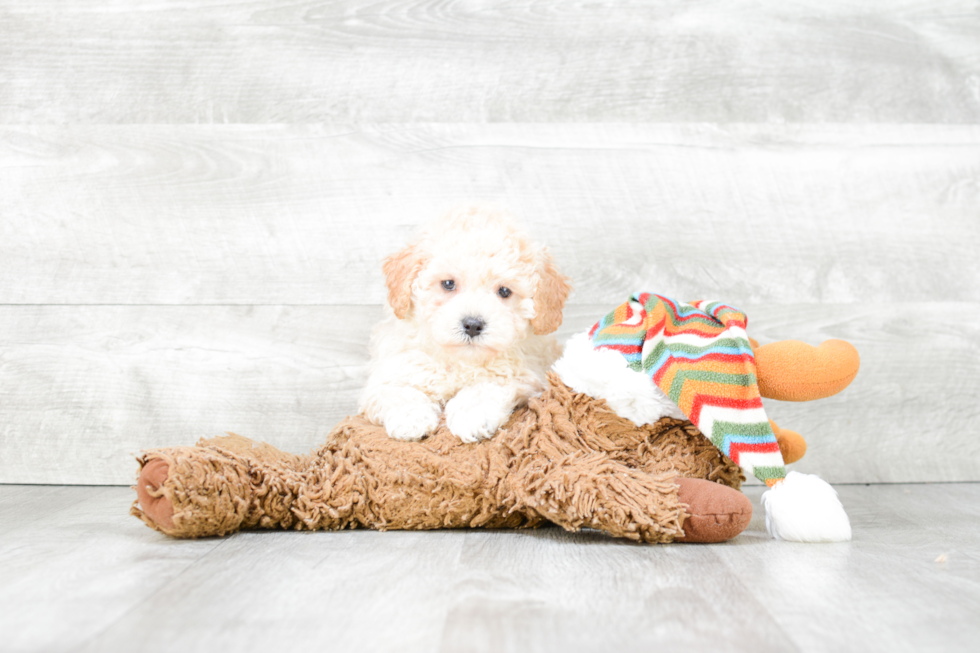 Maltipoo Pup Being Cute