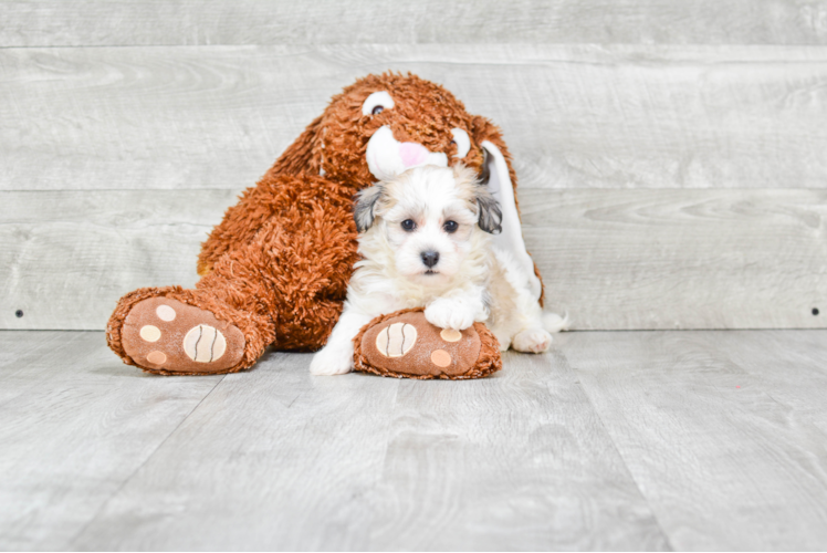 Popular Havanese Baby