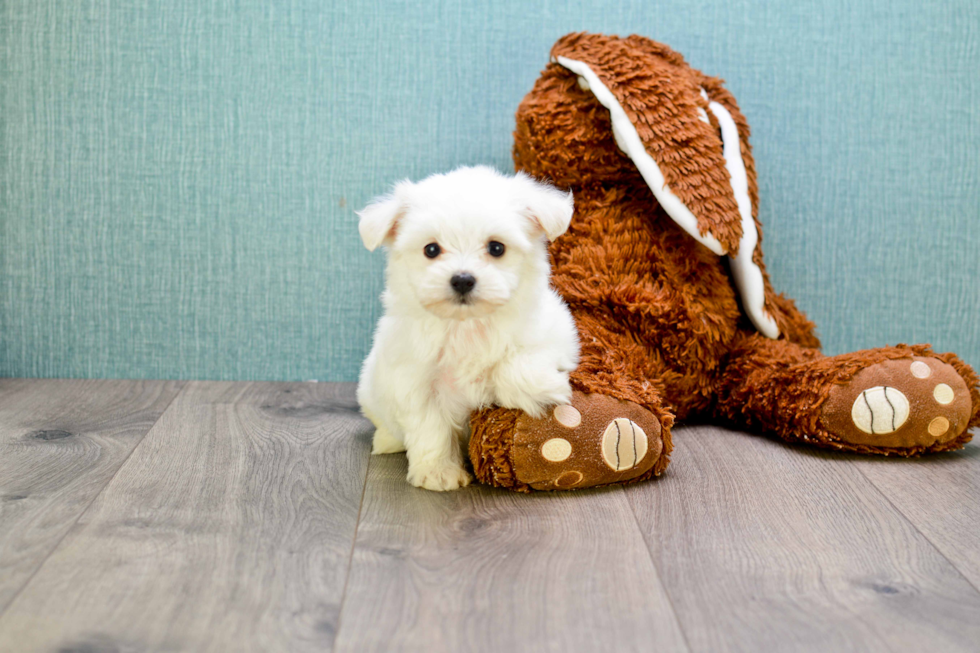 Little Maltese Baby