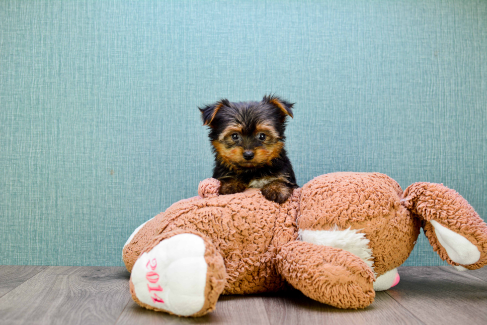 Meet Timmy - our Yorkshire Terrier Puppy Photo 