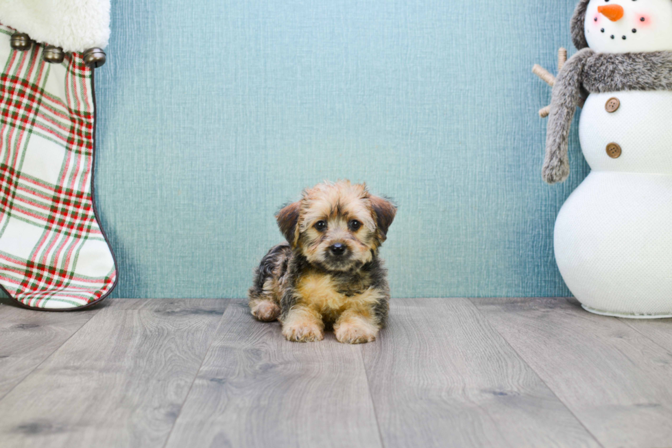 Friendly Morkie Baby