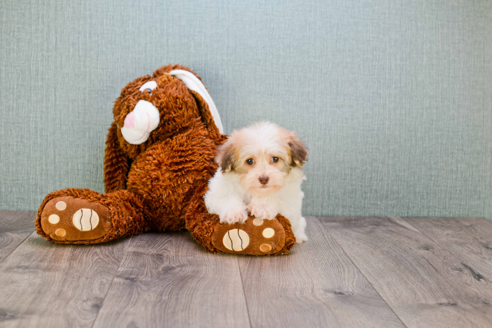 Happy Havanese Purebred Puppy