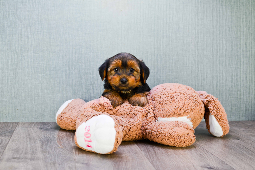 Meet Snickers - our Yorkshire Terrier Puppy Photo 