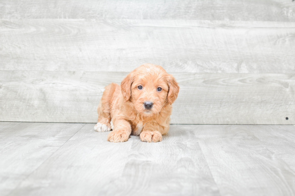 Mini Goldendoodle Puppy for Adoption